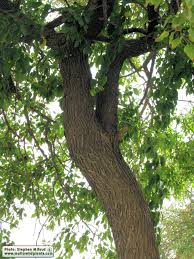 Image result for Maclura africana