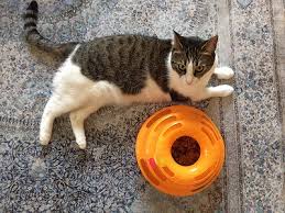 Kedi Nanesi Nedir Ne Ise Yarar Suzionline