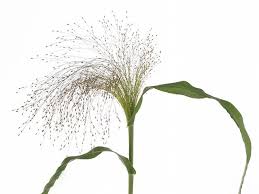 Image result for Panicum infestum