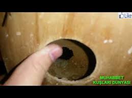 Muhabbet Kuslarinda Disi Erkegi Neden Dover Ve Kacak Muhabbet Yakalandi Youtube