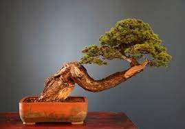 Search for other garden centers in new hope on the real yellow pages®. Francois Jeker Coming To Rosade Bonsai Studio Bonsai Bark
