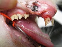Signs and symptoms that the infection in the tooth has spread include: Perkins Road Veterinary Hospital Dental Disease Perkins Road Veterinary Hospital