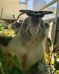 Koala Koala Cutedaily Posted On Instagram Jul 17 2020 At 3 55pm Utc Cute Animals Australia Animals Animals Wild