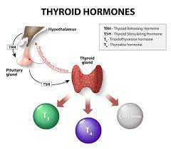 Incidence And Types Of Thyroid Cancer Papillary Follicular Medullary And Anaplastic Thyroid Cancers