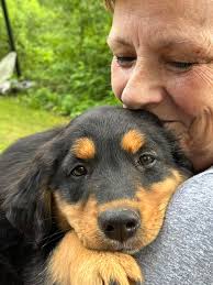 We just got a puppy and I am hoping someone can tell me where I am allowed  to take her to get her acquainted with swimming and water play. I live in