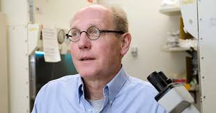 Study uncovers new proteins involved in regulating muscular  dystrophy-linked gene