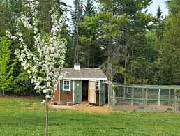 A raised frame duck run like this would allow you to install a pool that could drain down to your garden, or wherever you want to dispose of the water. How To Build A Predator Proof Chicken Run The Old Farmer S Almanac