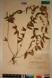 Image result for Justicia phyllostachys