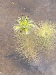 Image result for Eriocaulon abyssinicum