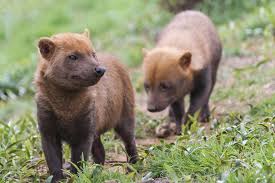 Bush Dogs Speothos Venaticus Are An Elusive And Very Cute Species Of Pupper Native To Tropical South America Https Ift Tt Animals Wild Cute Animals Dogs