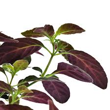 Image result for Ruellia makoyana