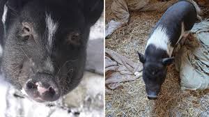 Mini Pig Feeding Tips To Start Now The Frugal Farm Girl