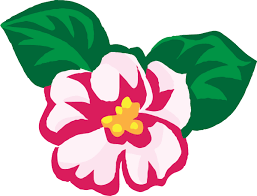 Free Begonia Flower Cliparts Download Free Clip Art Free Clip Art On Clipart Library