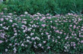 Image result for Spiraea japonica ´Little Princess