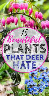 Beautiful foliage and flowers year after year versatile and dependable perennials brighten your garden. 86 Deer Rabbit Resistant Gardens Ideas In 2021 Deer Resistant Plants Deer Resistant Garden Deer Resistant Landscaping