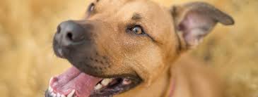 Otherwise, if your dog smells like fish she may have an abnormal medical condition that needs to be addressed. 6 Reasons Your Dog Smells Like Fish 2021 Guide Update