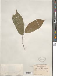 Image result for Glyphaea