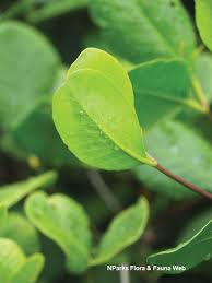 Image result for Sonneratia alba