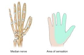 Image result for Hand Exam