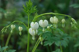 Image result for Dicentra spectabilis alba
