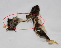 Notfall Hilfe Wurmer Im Kot Kaninchen