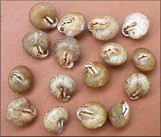 Image result for Stenostelma capense