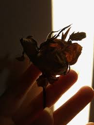 Ketik ring on swaraf kirim 1212 model : Bunga Layu Tidak Akan Pernah Layu Fotografi Mi Community Xiaomi