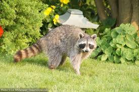 So how do you keep raccoons away naturally? 9 Scents That Raccoons Hate And How To Use Them Pest Pointers Tips For At Home Pest Control