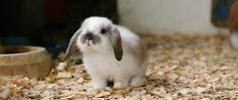 Rabbits eat hay (or, in the wild, grasses and twigs), leafy weeds and herbs. Top Tips To Keep Pets Safe This Winter Goddard Veterinary Group