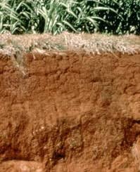 Sains tahun 3 unit 8: 28 Jenis Jenis Tanah Di Indonesia Manfaat Persebaran Gambarnya Ilmugeografi Com