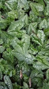 Image result for Grewia holstii