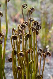 Image result for Schizaea pectinata