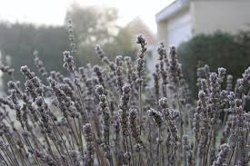 Lavendel Alles Zu Sorten Anbau Pflege Mit Bildern Garten Lavendel Lavendel Winterpflanzen