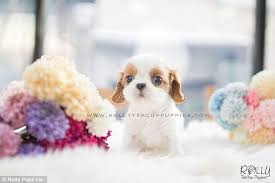 A so called teacup puppy, a designer breed. Instagram Account Shows Off Tiny 8000 Teacup Puppies Daily Mail Online