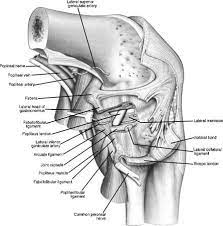 Lcl Injury Of The Knee Knee Sports Orthobullets