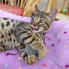 The first months at the cattery are very important. Bengal Cats For Sale Boston Ma 233159 Petzlover