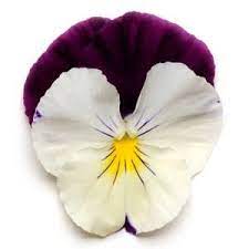 Cool Wave Violet Wing Pansies Flowers Purple Flowers Garden Annual Flowers