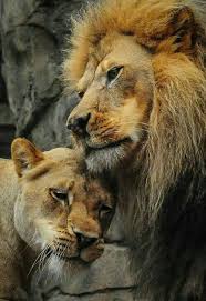 King Queen Animals Animals Beautiful Beautiful Cats