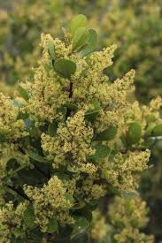 Image result for Searsia nebulosa