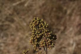 Image result for Heteropyxidaceae