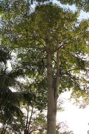 Image result for Terminalia superba