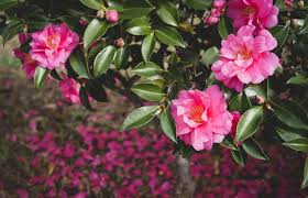 Gardening Camellia Sasanquas Are Tolerant Beauties The Maitland Mercury Maitland Nsw