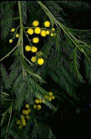 Image result for Acacia decurrens