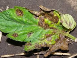 This is thought to be physiologically. Early Blight Of Tomato Umn Extension