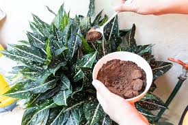 Maybe you would like to learn more about one of these? Coffee Grounds For Plants Recyclable Miracle Or Harmful Additive