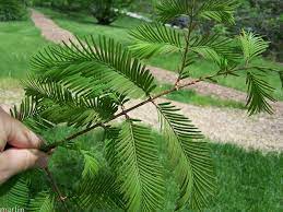 It is the dawn of world war iii. Dawn Redwood Metasequoia Glyptostroboides North American Insects Spiders