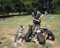 Get the inside scoop on jobs, salaries, top office locations, and ceo insights. Cooing Dogs Accessories Doggies Doggies Dogsface Dog Training Become A Dog Trainer Puppy Training