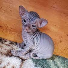 May 08, 2015 · this is a list of all current volumes of the japanese light novel series toaru majutsu no index, as well as the titles of the chapters contained therein. 250 Nacktkatzen Ideen In 2021 Nacktkatze Sphynx Katze Sphynx