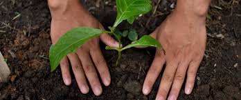 The environment is something you are very familiar with. Our Commitments To Safeguarding The Environment Nestle Global