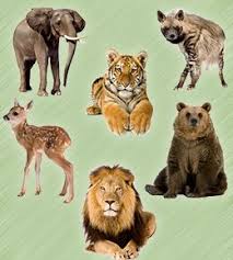 List Of Jungle Animals Jungle Animals Animals Jungle